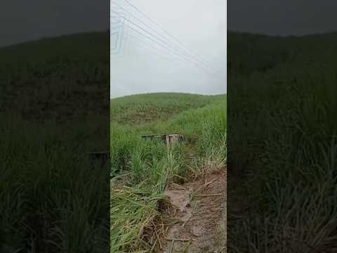 Caminhão de coleta  tomba em Alagoas na cidade de Porto Calvo, uma pessoa ficou ferida