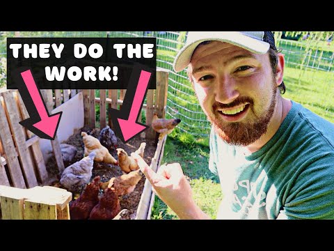 Using CHICKENS to make the best COMPOSTING system!