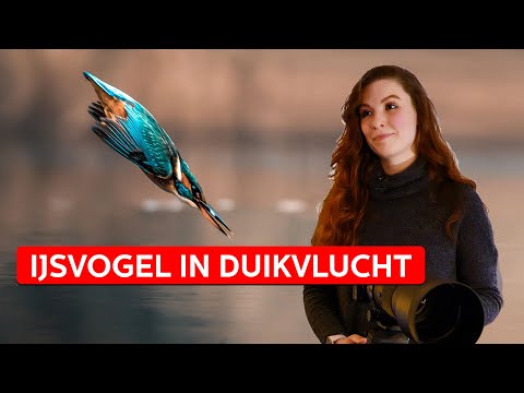 Duikende IJSVOGEL FOTOGRAFEREN met Kimberly | How It's Made | Zoom.nl | #3
