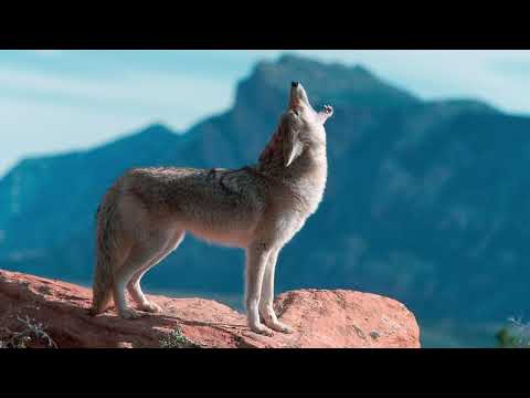 Kojot - Cały ten trud