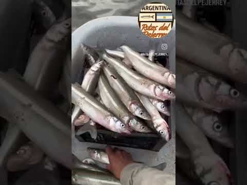 Laguna Melincue 🚤 (Santa Fe)🇦🇷 #fishing #pesca #pejerrey #matungos #boyas #carnada #rios