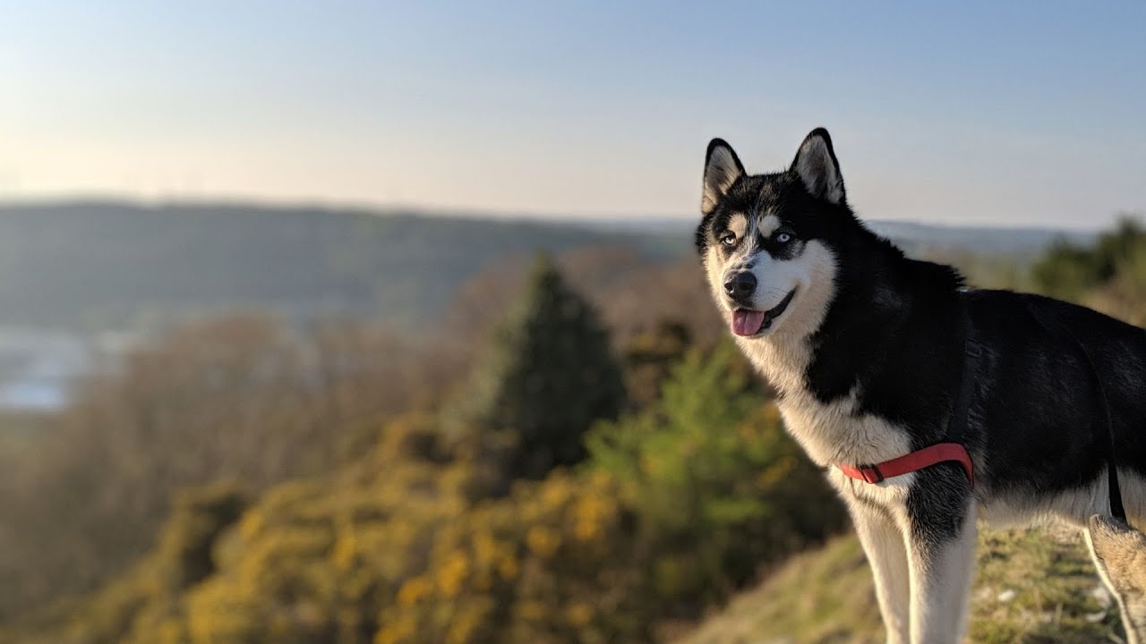 Malamute Personality