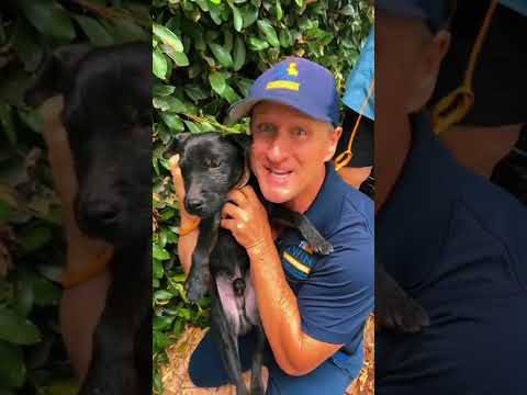 #1 pest control TIP YOU need to find out how rats are getting into your home!