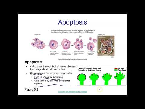 Chapter 5 part 1 biology mader