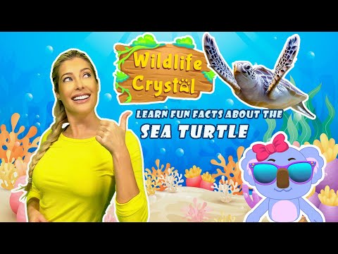 Sea Turtle Facts
