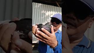 Download lagu Ternyata tidak semua merpati itu bisa terbang , INI BUKTINYA #merpati #pigeon mp3