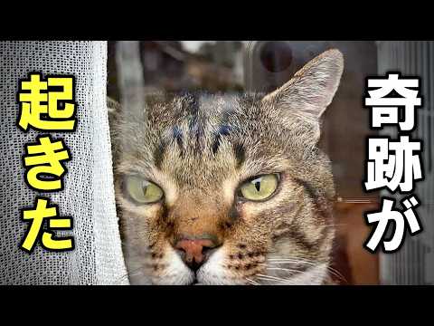 元野良猫ピースケが起こした奇跡。そして爪切り･･