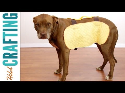 如何為你的狗做萬聖節服裝!| 希拉手工製作集錦! (How to Make a Halloween Costume for Your Dog! | Hilah Crafting Episode!)