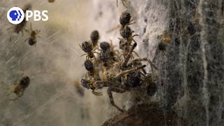 Spider Mother Devoured by Children