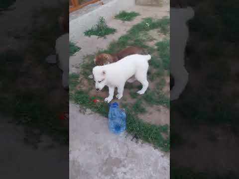 Hercules godzila hektorina 83 dauns