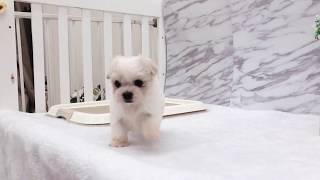 Video preview image #1 Maltese Puppy For Sale in LOS ANGELES, CA, USA