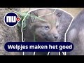 Dierenpark Amersfoort verwelkomt vier wolvenwelpjes | NU.nl