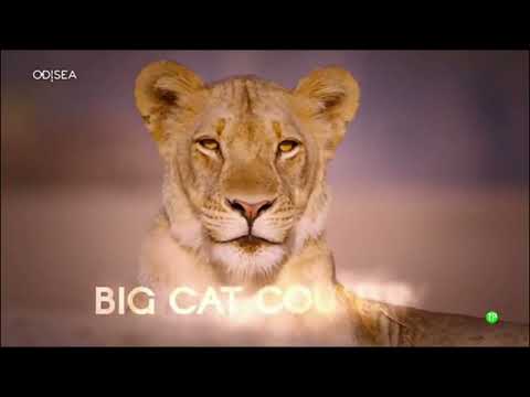 Documental - Tierra de grandes felinos 1  Comienza la invasión