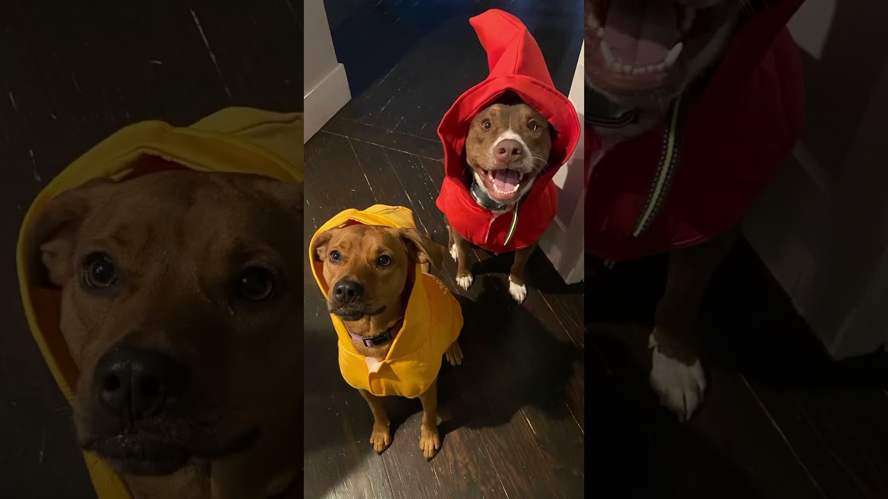 Mo, a Adoptable mixed breed in Atlanta, GA video 2/6