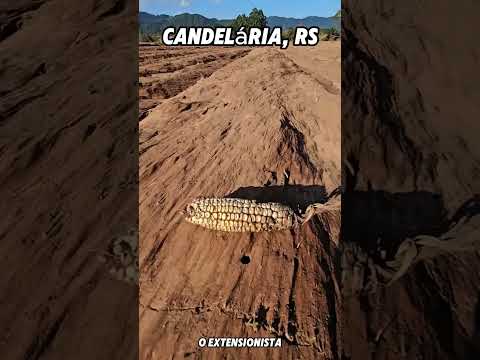 Linha Passa Sete, Candelária, RS #agro #roça #agricultura #solos #chuva #riograndedosul #brasil