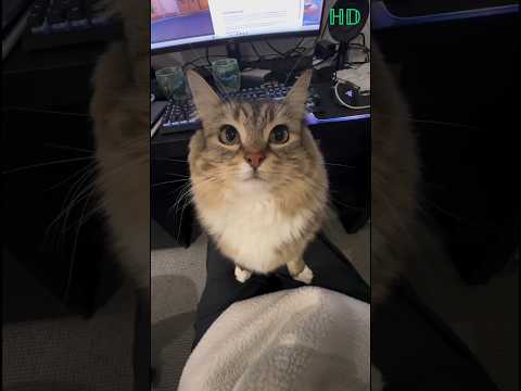 Cat says don't post video, Yan says sing, 🐾#cat #8kviews #catsshorts