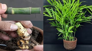 How to Grow Bamboo Palm plant from cuttings
