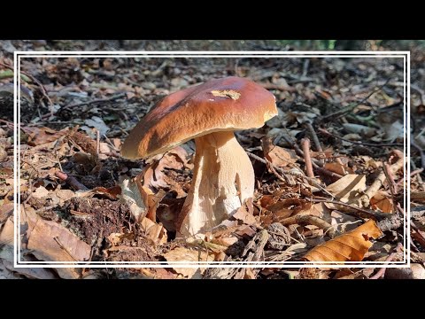 PRAWDZIKI mnie po prostu KOCHAJĄ - 11 KM po WZGÓRZACH MORENOWYCH w poszukiwaniu BOROWIKÓW