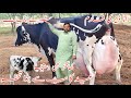 Rana Dairy Farm Best Cows Video Ever American Cows Biggest Cows In Pakistan