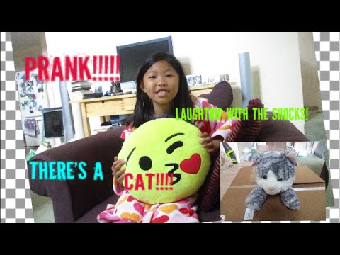LAUGHTRIP MOMENT/ CAT PRANK WITH SHARINA