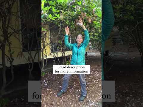 Dramatic Pruning Of An Overgrown Rhododendron: What To Do?