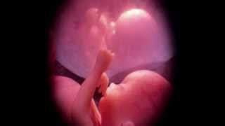 União da alma e do corpo - Livro dos Espíritos