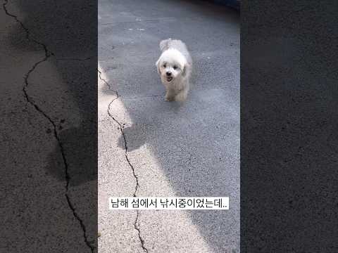 유기견을 입양했어요 (강아지 제발 버리지 말아주세요ㅠ)