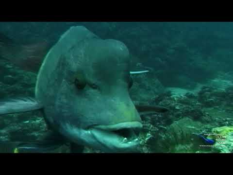 SeaScope 45 - Food Web