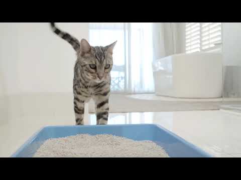 Royal Canin VD Cat Urinary S/O 7kg video