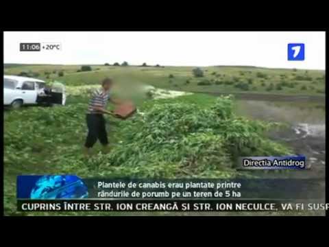 Canabisul din porumb