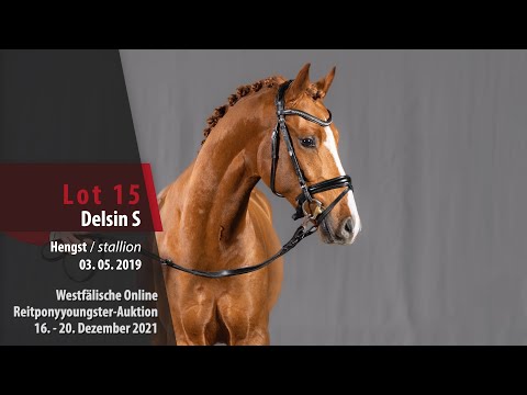 Online Reitponyyoungster-Auktion Lot 15 Delsin S Hengst v. Dulcio - Heidbergs Nykwist
