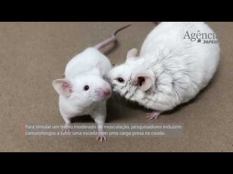 Exercício de força controla o diabetes em indivíduos obesos