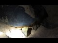Turtle Looking For The Right Place To Nest Part Two