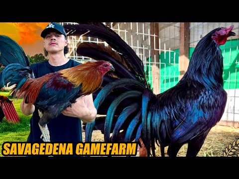 Black Kelso Mclean Torpedo And Brownred Hatch Mcrea | SAVAGEDENA GAMEFARM