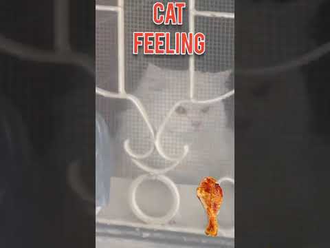 Lara catMost Awaited Vlog 🤣Lara ko bhok lagi hai bohat🤣|| Best imported cat food