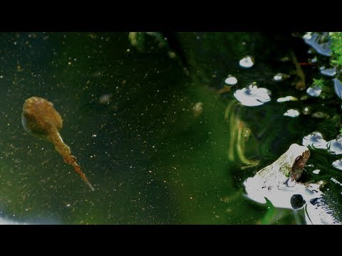 Lifecycle of Tadpoles to Frogs