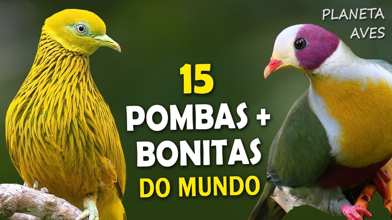 As 15 POMBAS MAIS BONITAS DO MUNDO!