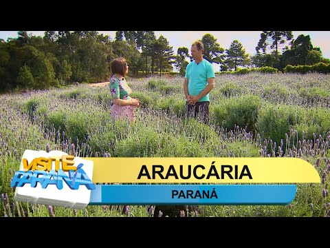 Visite Paraná: Araucária