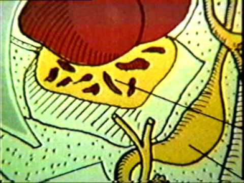 Dr Eduardo Kremenchutzky - Embriología humana - Intestino anterior parte caudal