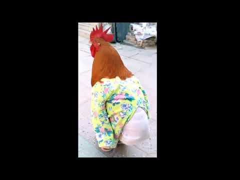 Rooster Crowing Compilation Plus 2018 New Styles