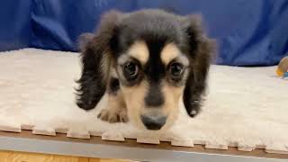 ミニチュアダックスの動画01