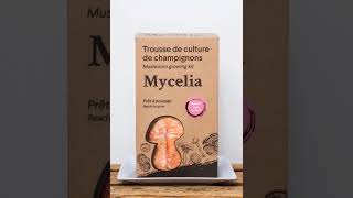 Fantastique trousse de culture de pleurote rose - Magical Pink Oyster Mushrooms Growing Kit