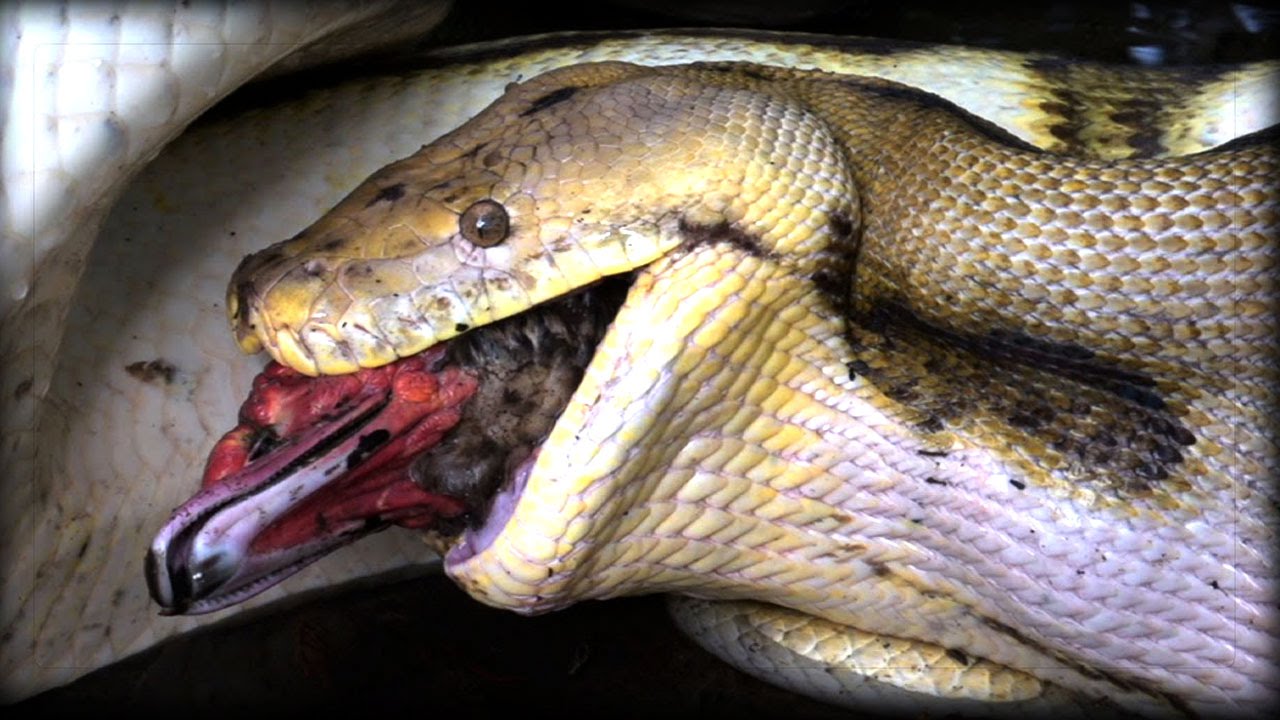 15 Scary Facts About Pythons