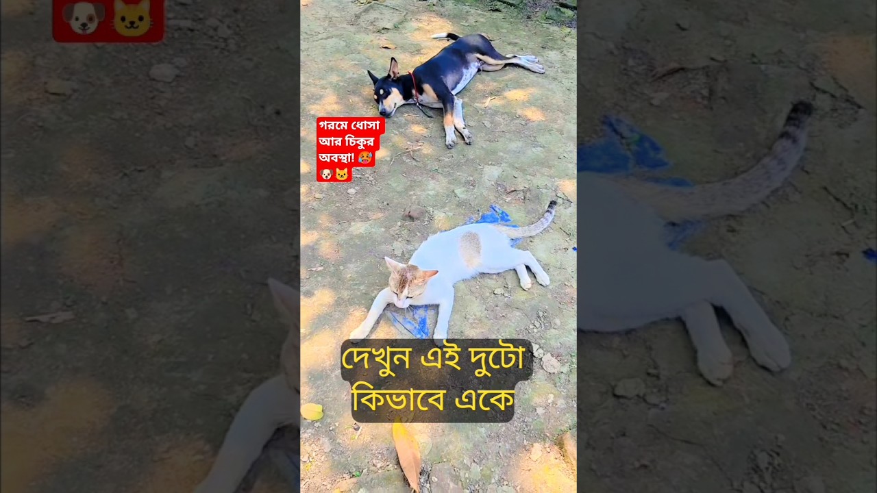 ধোসা বনাম চিকু: ১৩ সেকেন্ডের লড়াই! 🥊 #Shorts #DhosaAndChiku #trending
