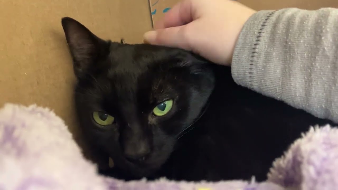 Enlarge Chin Chin, a ADOPTABLE Domestic Short Hair in Eatontown, NJ video 2/3
