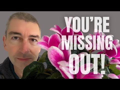 Why you’re probably MISSING OUT with INDOOR CYCLAMEN: The ONLY CARE GUIDE you'll ever need!