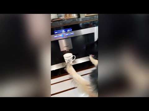 Dog Qarl-Magnus working 9 to 5