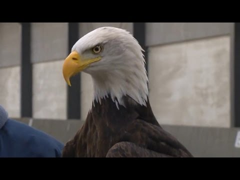 Watch These Trained Eagles Take Down Drones Flying in The Air
