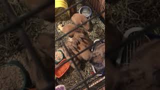 American Chinchilla Rabbits Videos