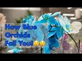 🚨Why You Should Stop Buying Blue Orchids! 😮😮 What stores Won't tell You.